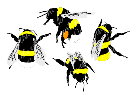 Bumble Bee Set